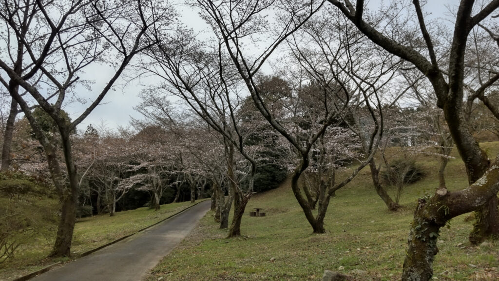 久留米・平原公園の桜(1)