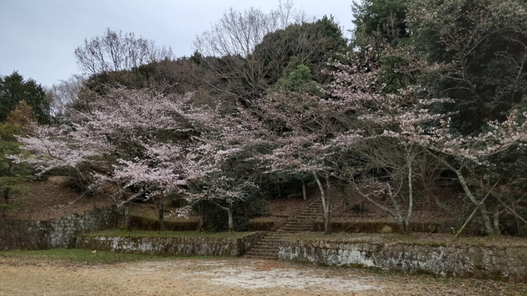 久留米・平原公園の桜(2)