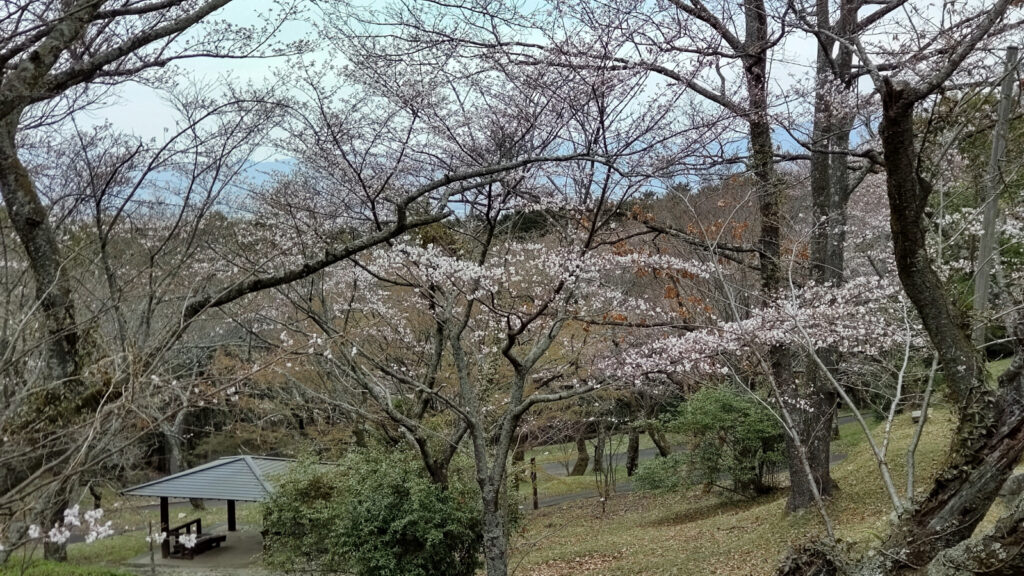 久留米・平原公園の桜(3)