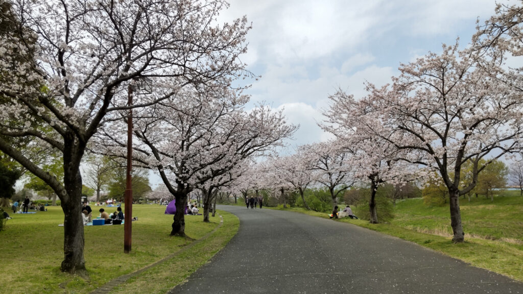 久留米百年公園の桜(1)