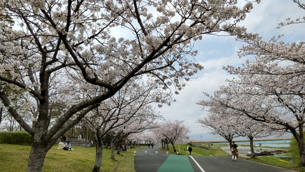 久留米百年公園の桜(3)