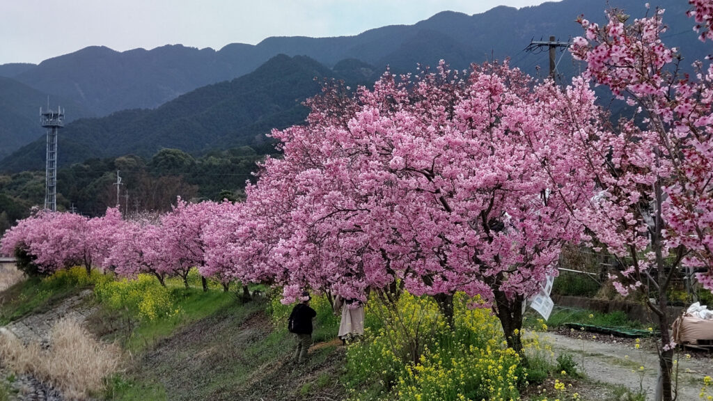 久留米市田主丸町の桜