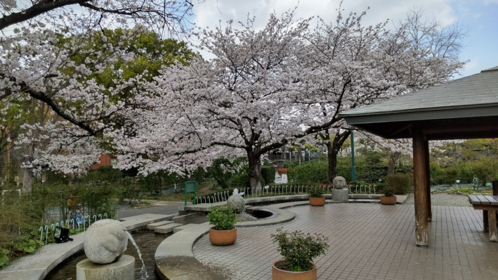 石橋文化センターの桜(5)