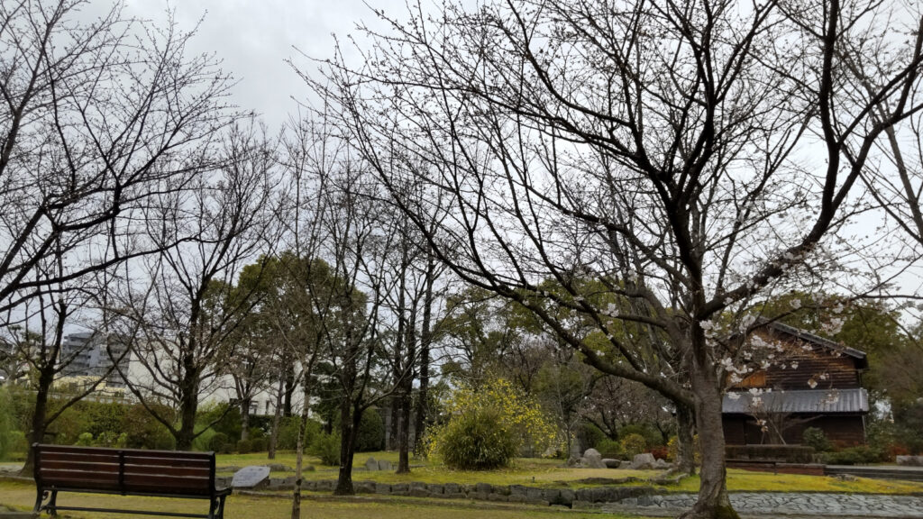 石橋文化センターの桜(3)