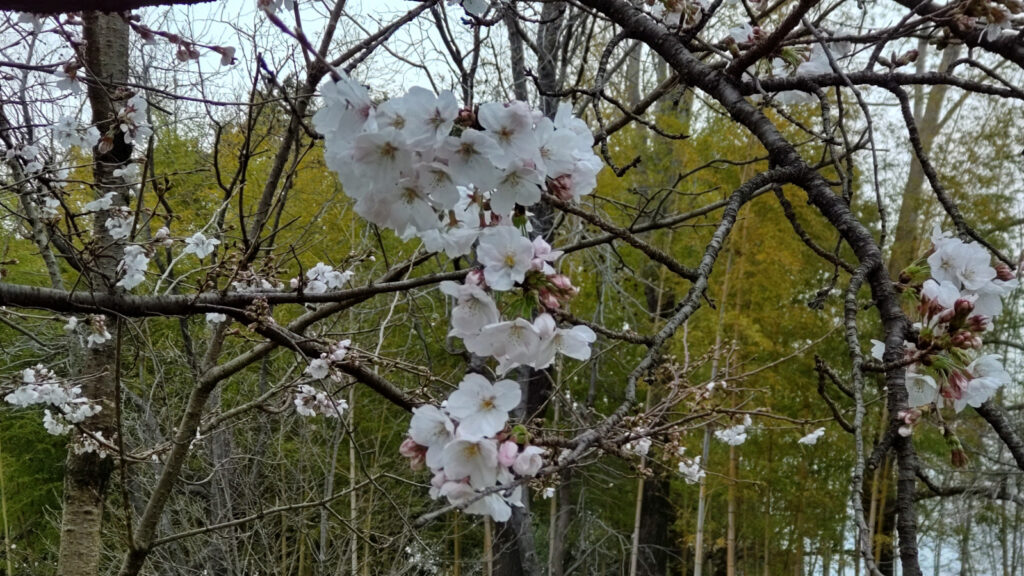 石橋文化センターの桜(2)