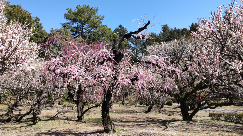 梅林寺の梅(3)