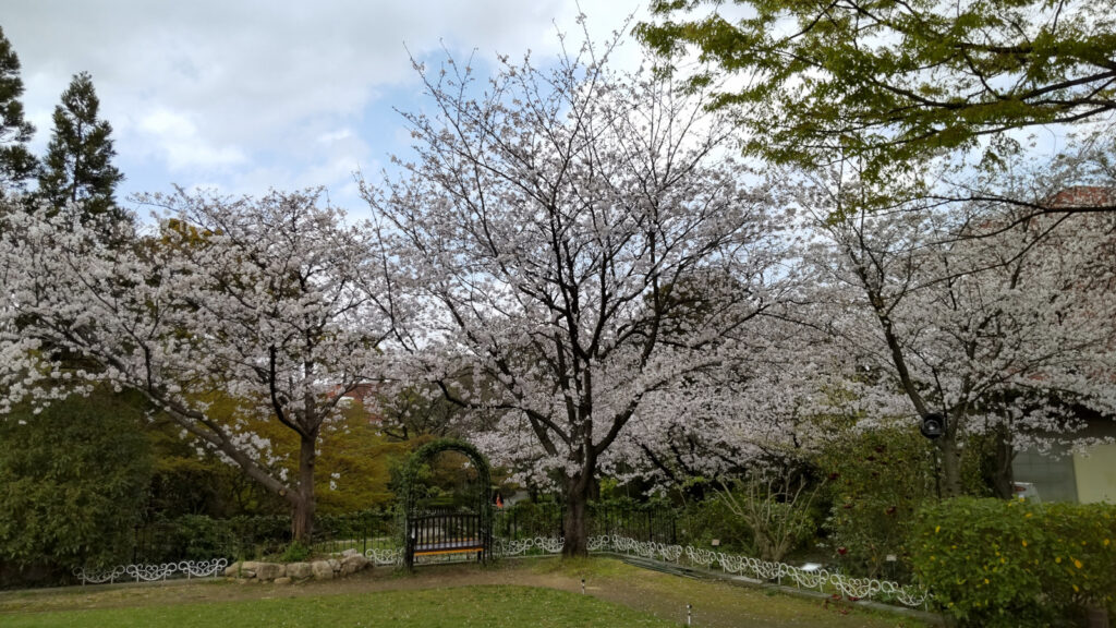 石橋文化センターの桜(6)