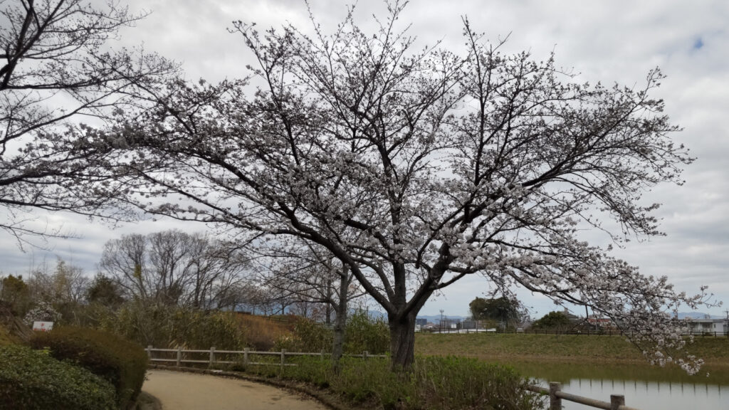 久留米・浦山公園の桜(3)