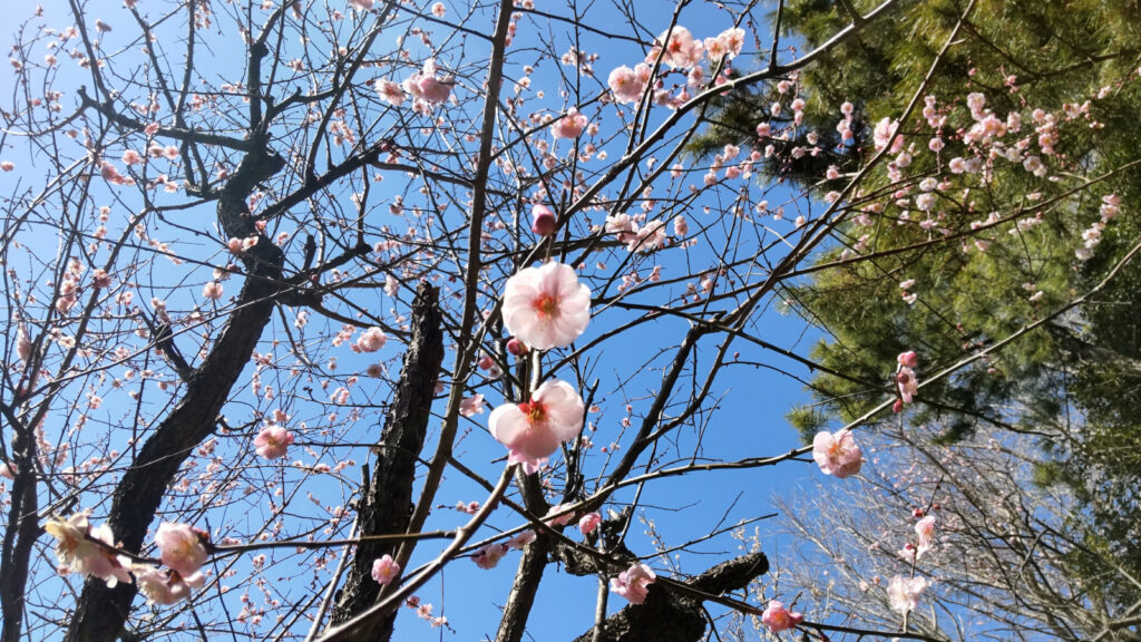 梅林寺の梅(2)