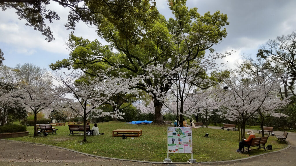 石橋文化センターの桜(4)