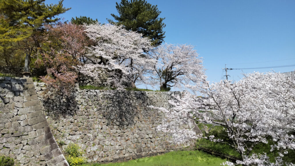 久留米城跡の桜(4)