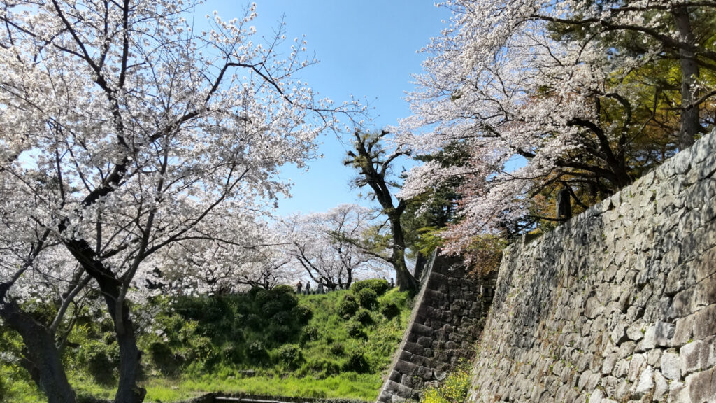 久留米城跡の桜(6)