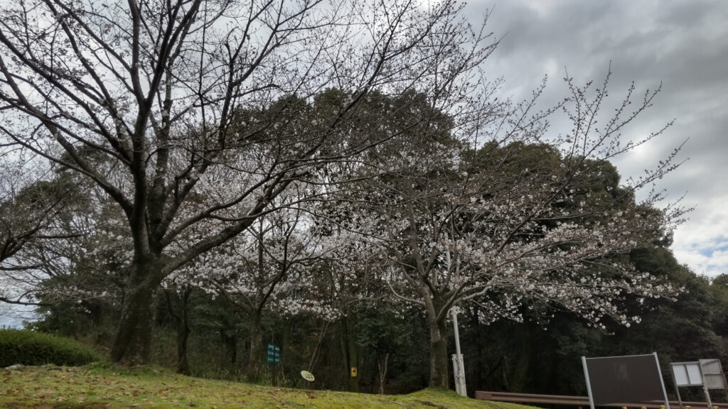 久留米・浦山公園の桜(2)