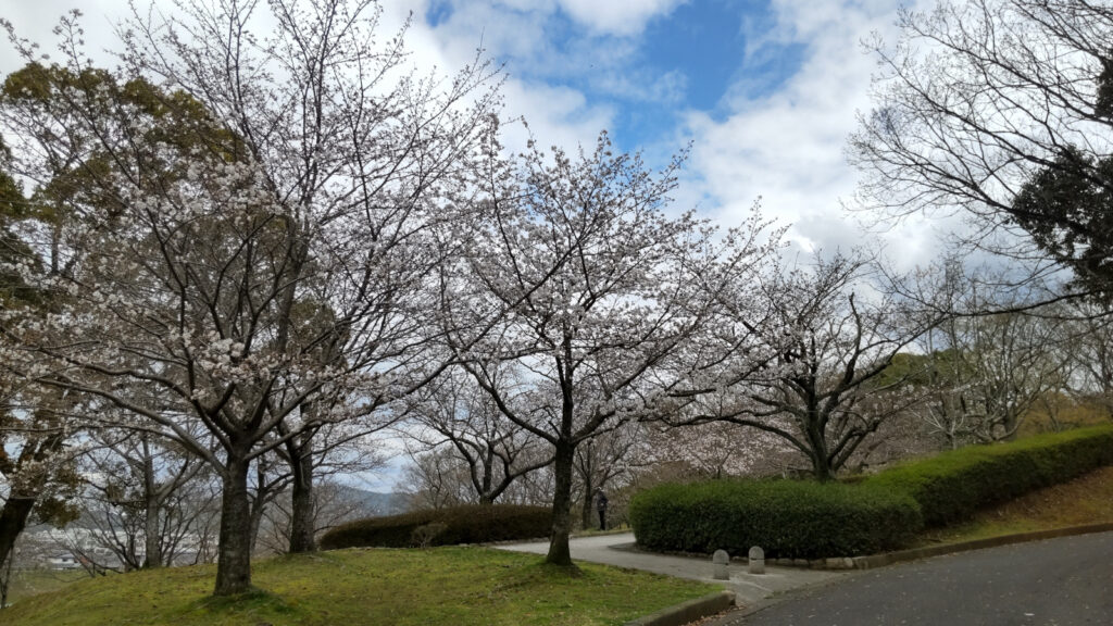 久留米・浦山公園の桜(1)