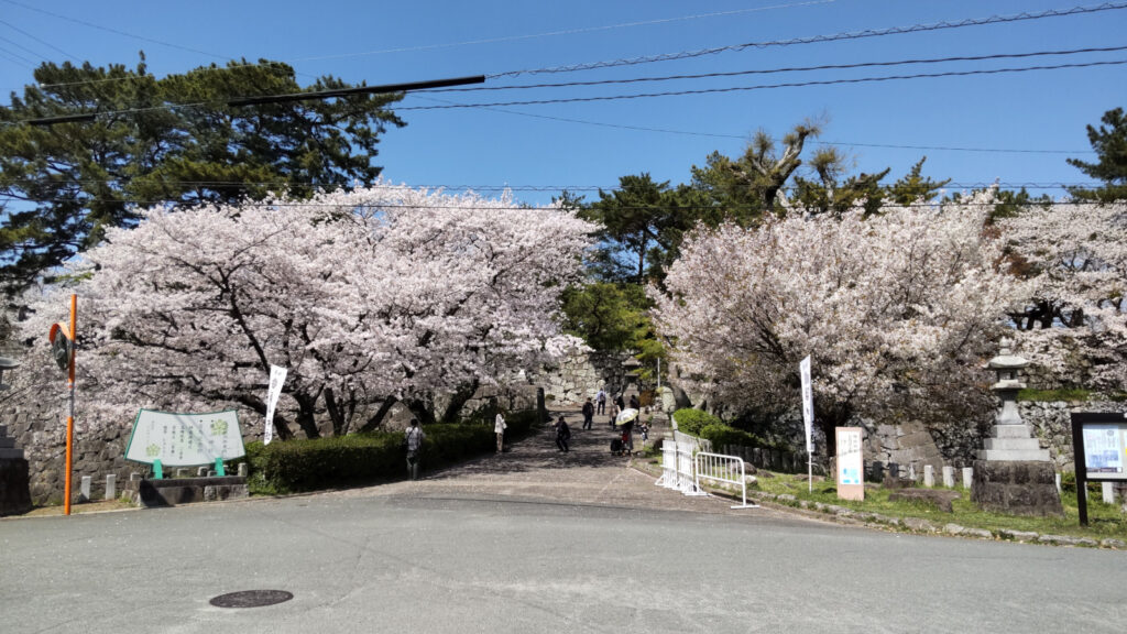 久留米城跡の桜(5)