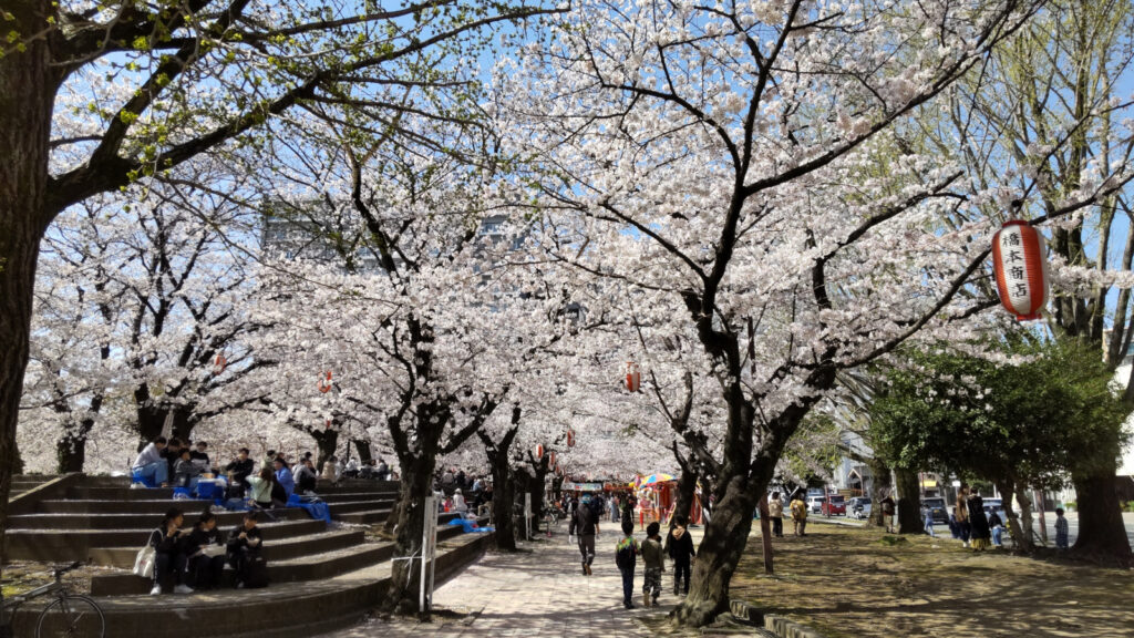 久留米・小頭町公園の桜(2)