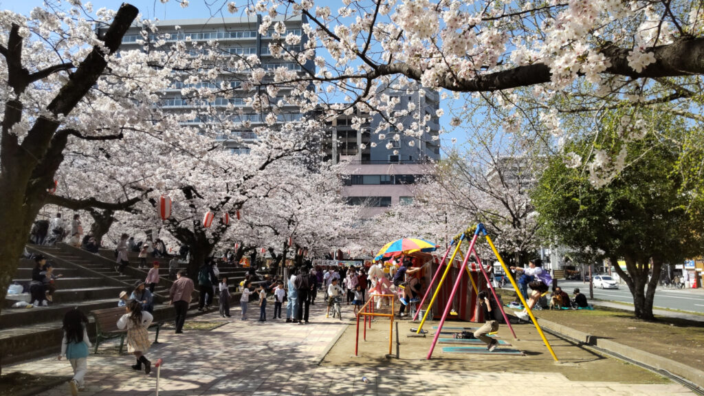 久留米・小頭町公園の桜(4)