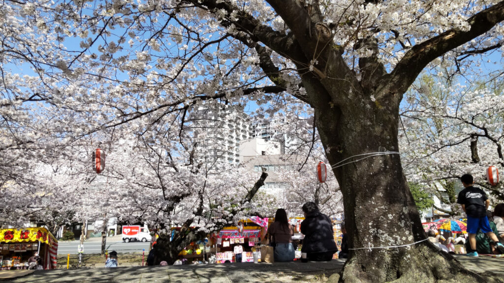 久留米・小頭町公園の桜(3)