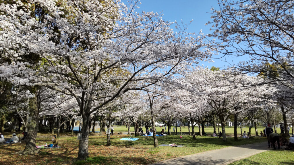 久留米・水沼の里2000年記念の森の桜(5)