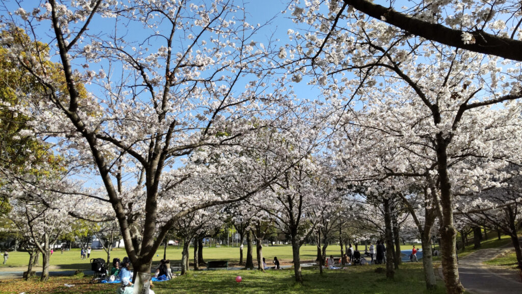 久留米・水沼の里2000年記念の森の桜(6)