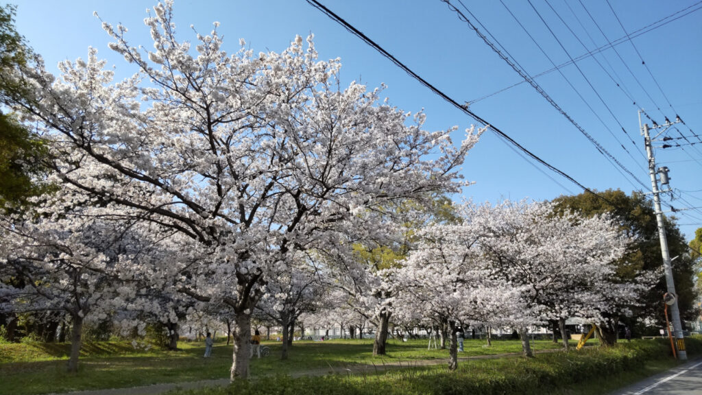 久留米・権現塚古墳の桜(1)