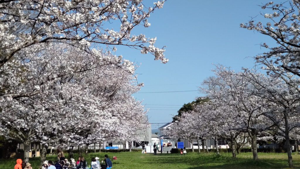 久留米・権現塚古墳の桜(2)