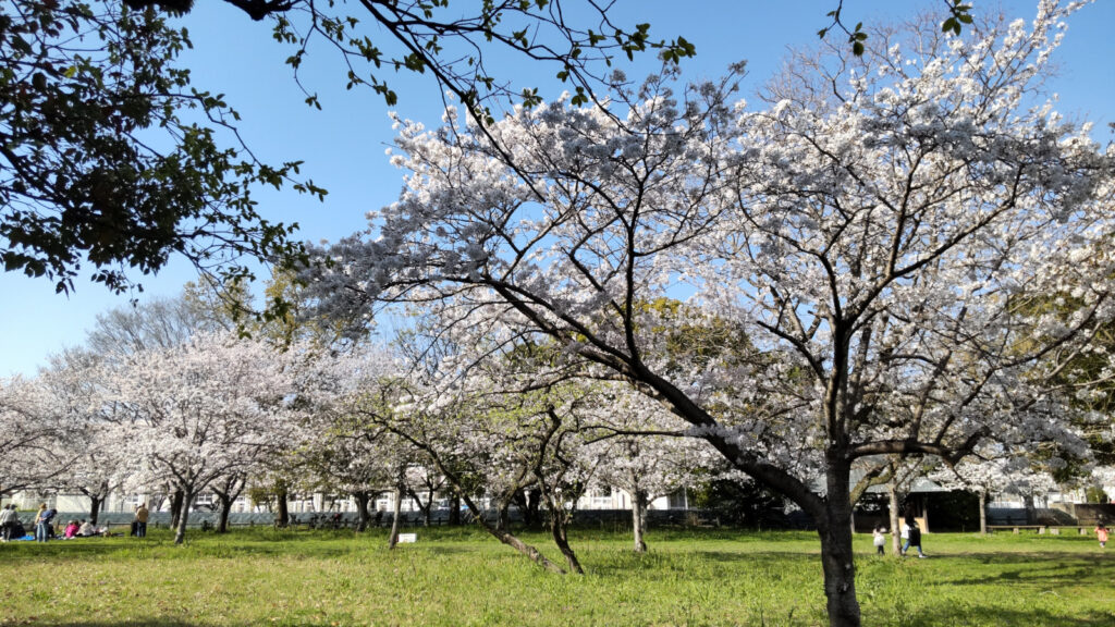 久留米・権現塚古墳の桜(3)