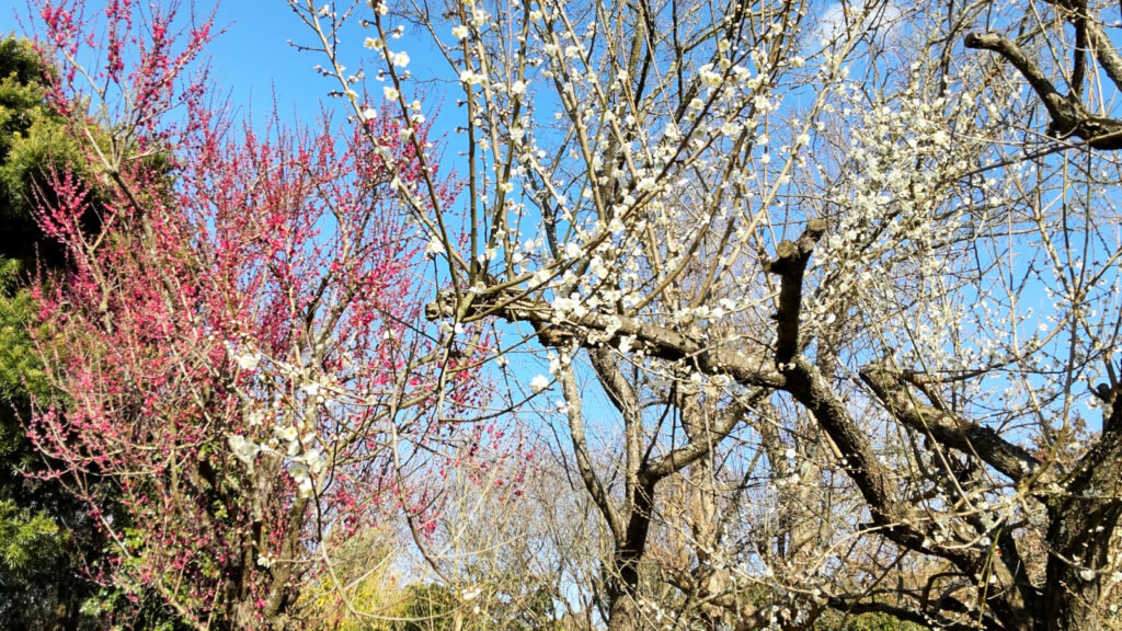 久留米つばき園の梅