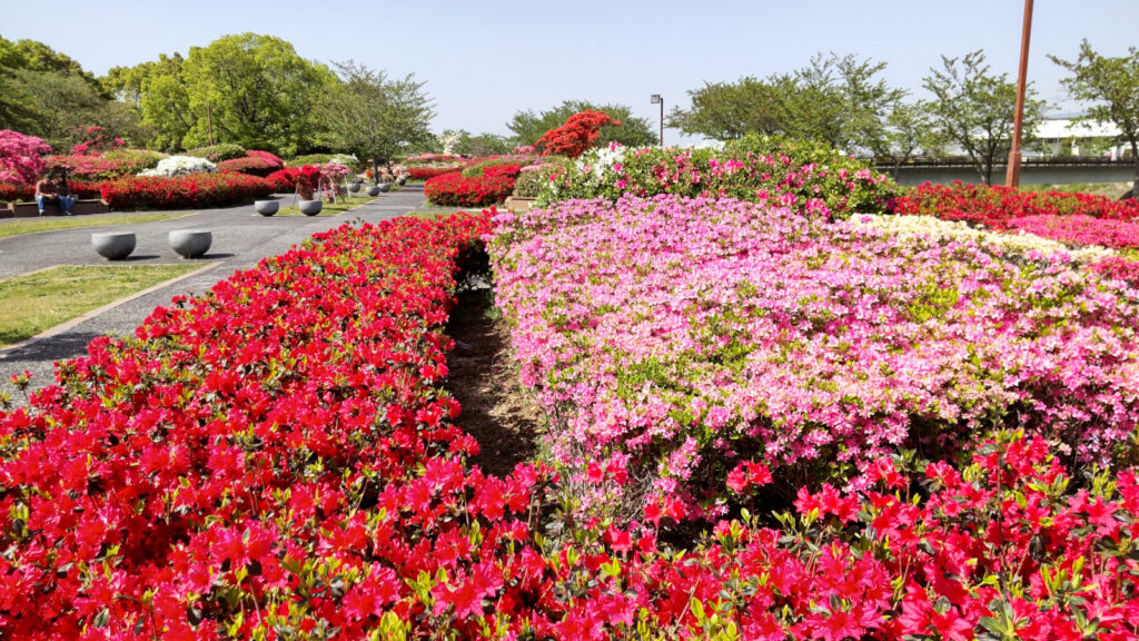 久留米百年公園のツツジ(1)