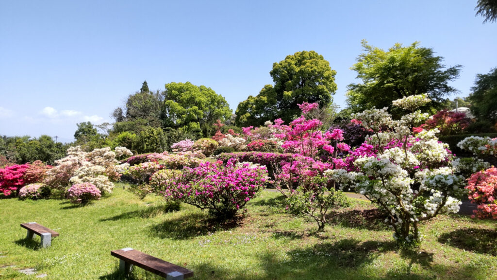 久留米つばき園のツツジ(3)