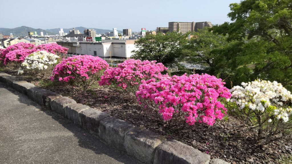 筑後川つつじ公園(3)