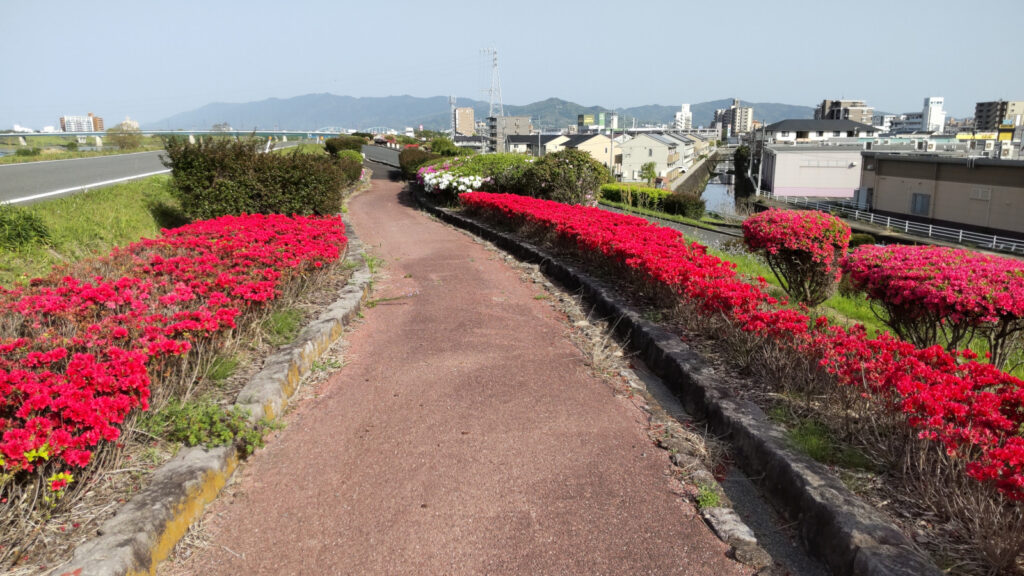 筑後川つつじ公園(1)