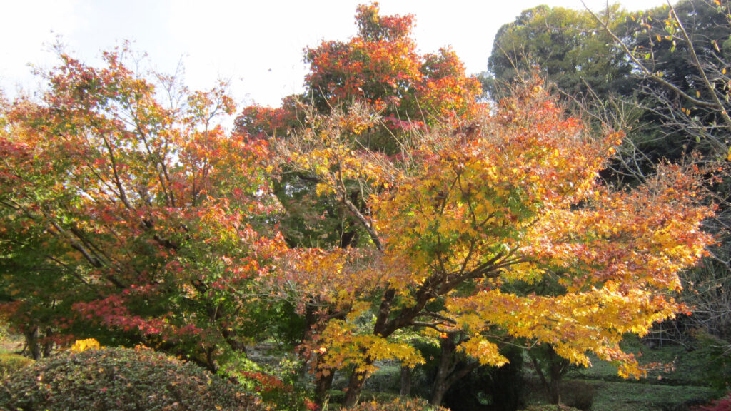 久留米つばき園の紅葉